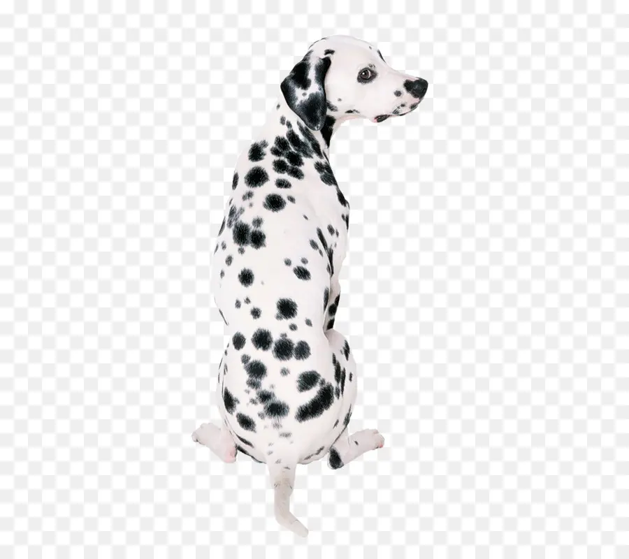 Cachorro Dálmata，Manchas PNG