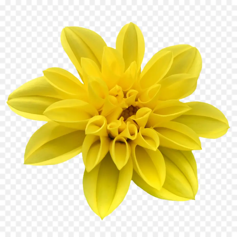 Flor，Designer PNG