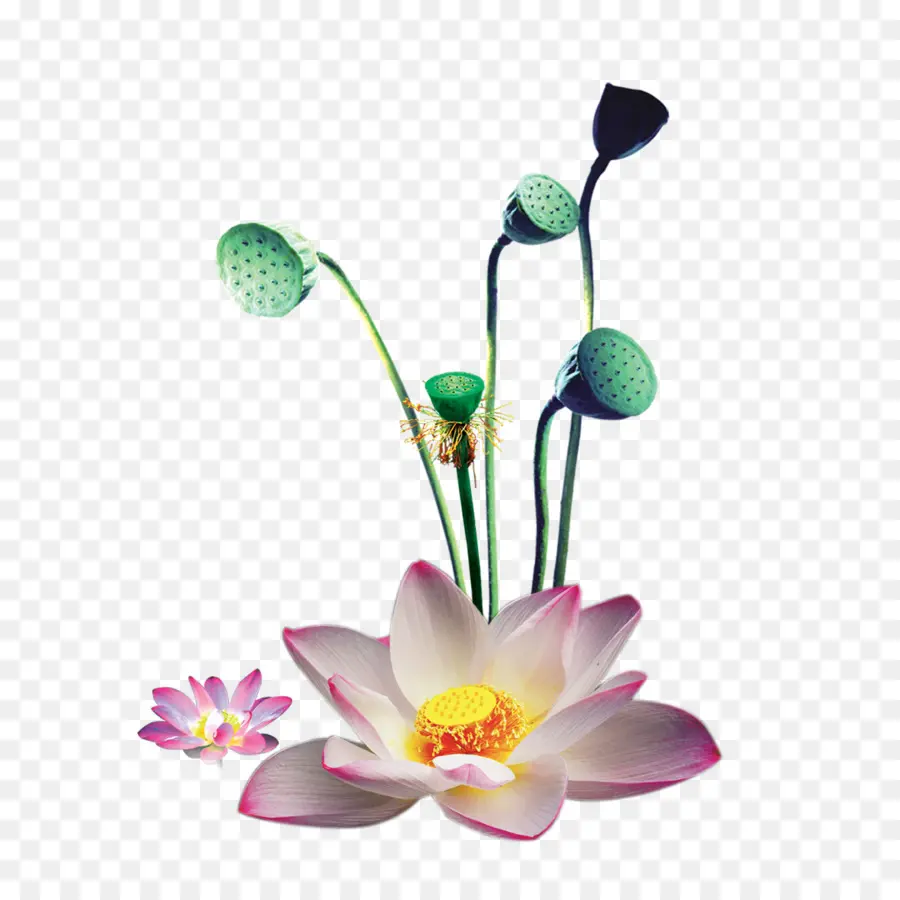 Flor De Lótus，Florescer PNG