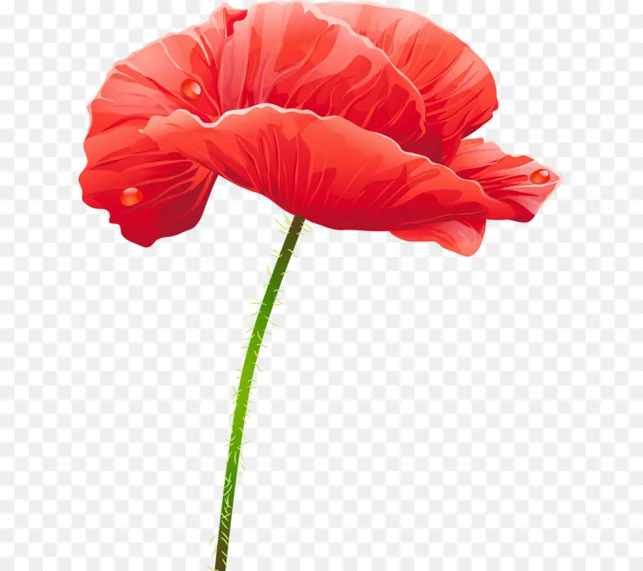 Flor Rosa，Florescer PNG