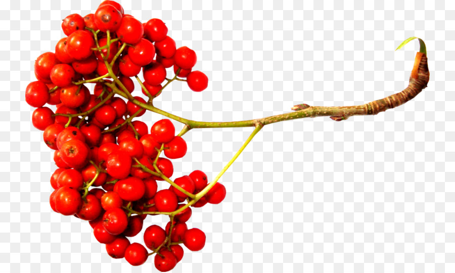 Sorbus Aucuparia，Berry PNG