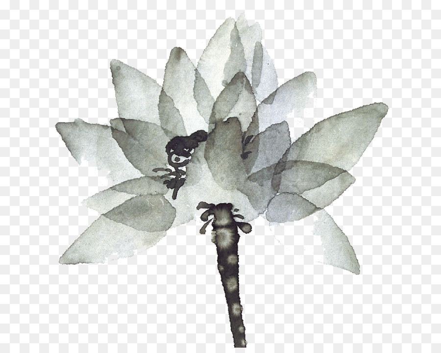 Flor De Lótus，Florescer PNG