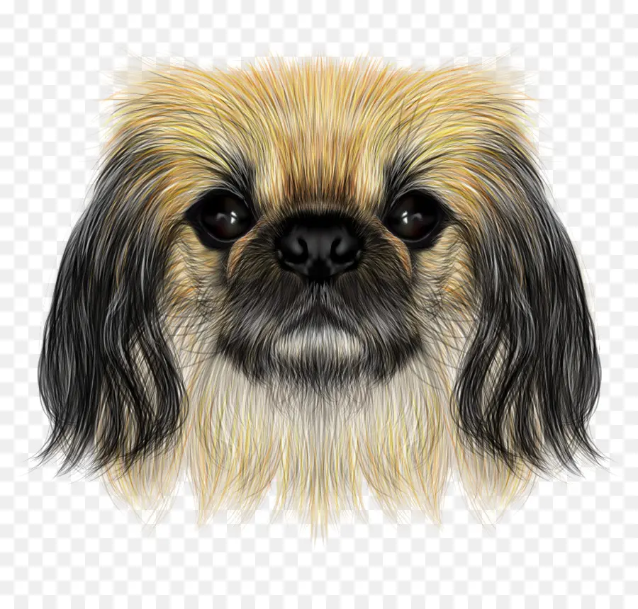 Shih Tzu，Pekingese PNG