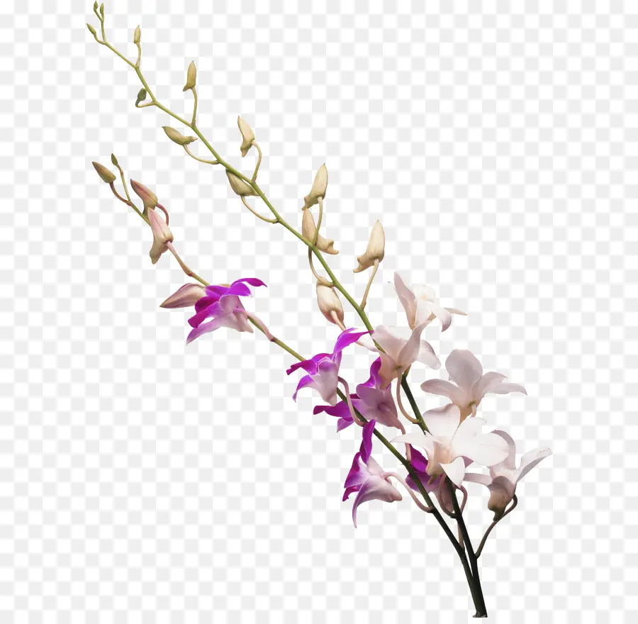 Orquídea，Roxo PNG