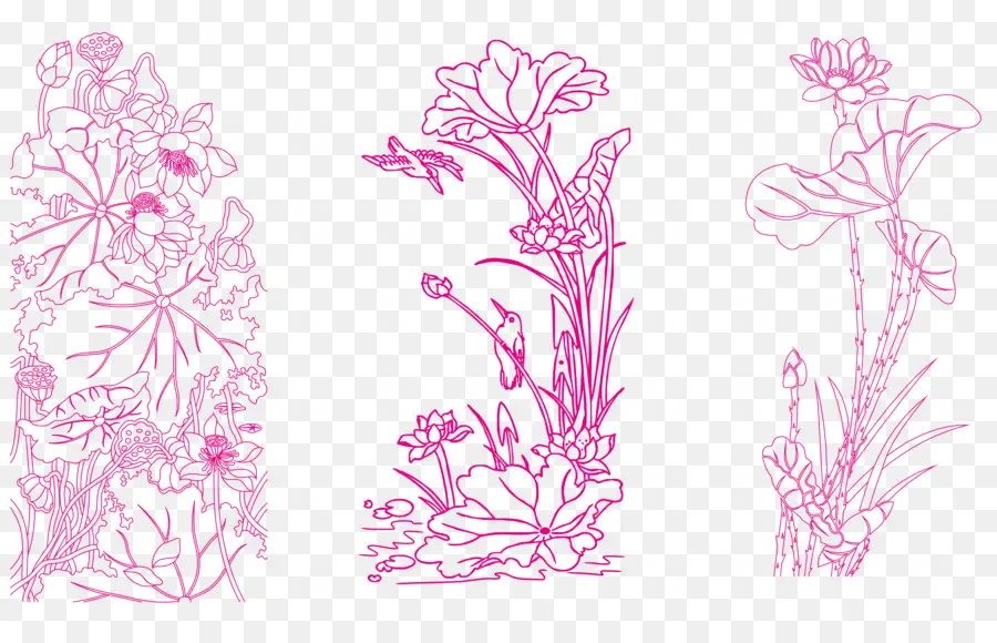 Esboços De Flores De Lótus Rosa，Lótus PNG