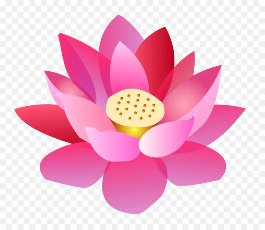 Nelumbo Nucifera，Cartoon PNG