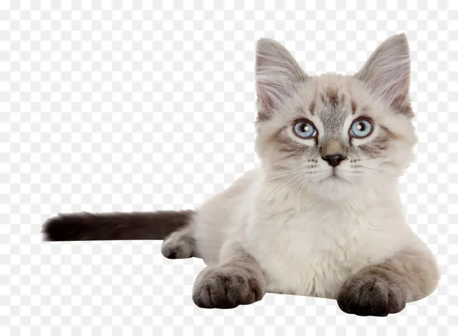 Gato Siberiano，Siamese Cat PNG