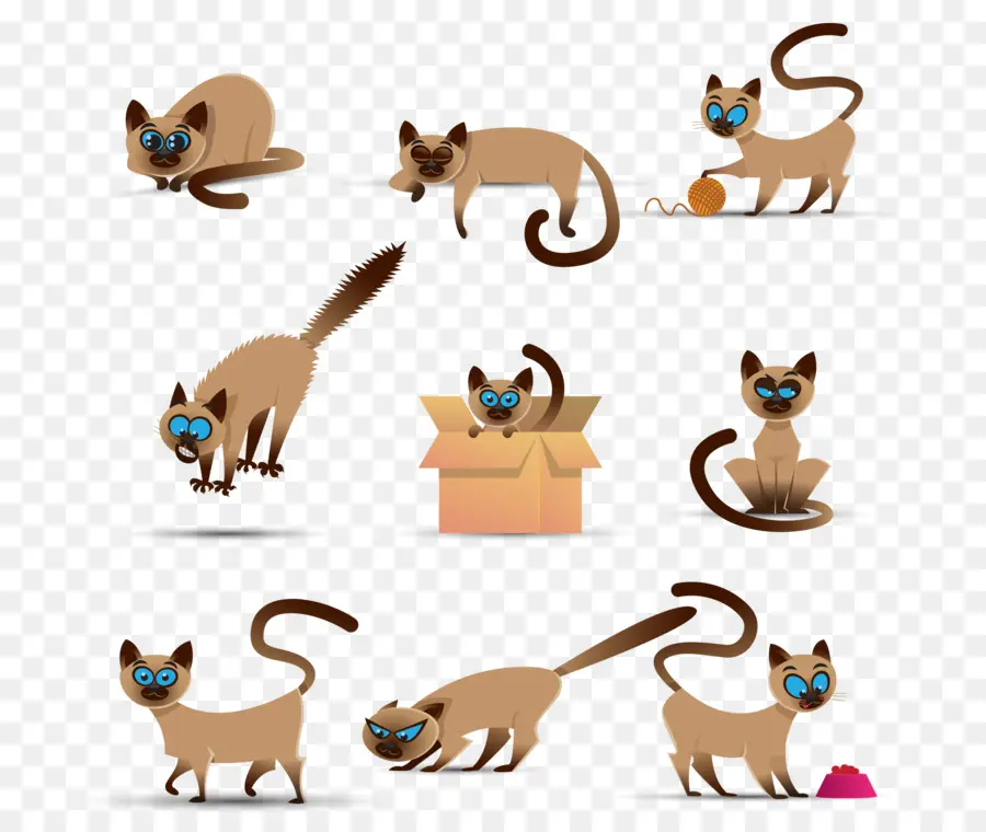 Siamese Cat，Abissínio PNG