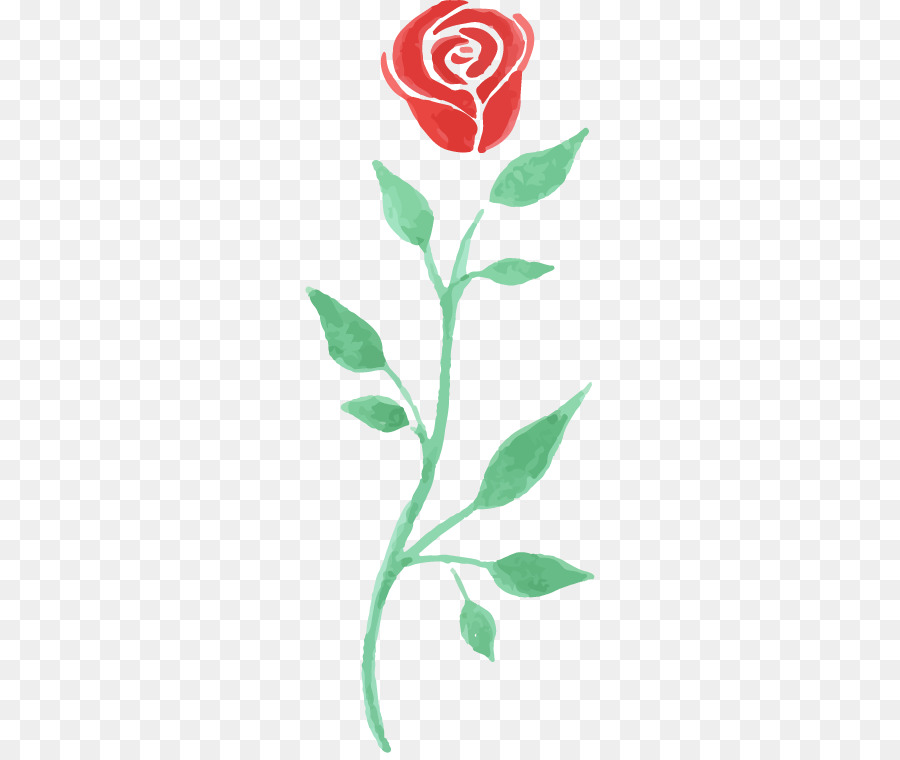 Rosa Rosa，Florescer PNG