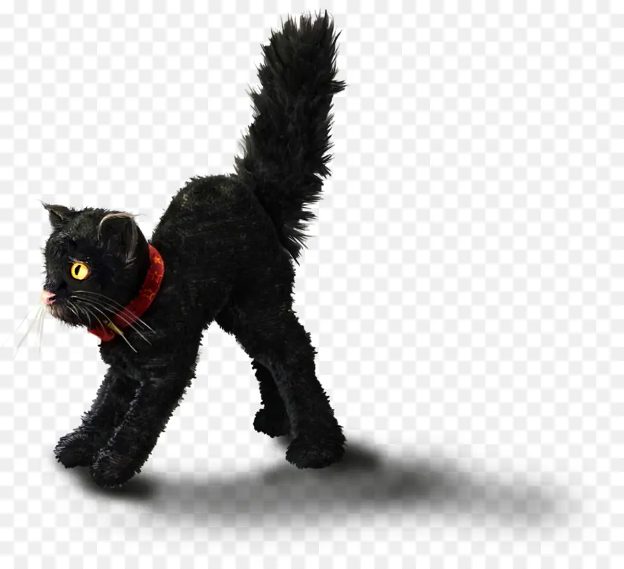 Gato Preto，Assustado PNG