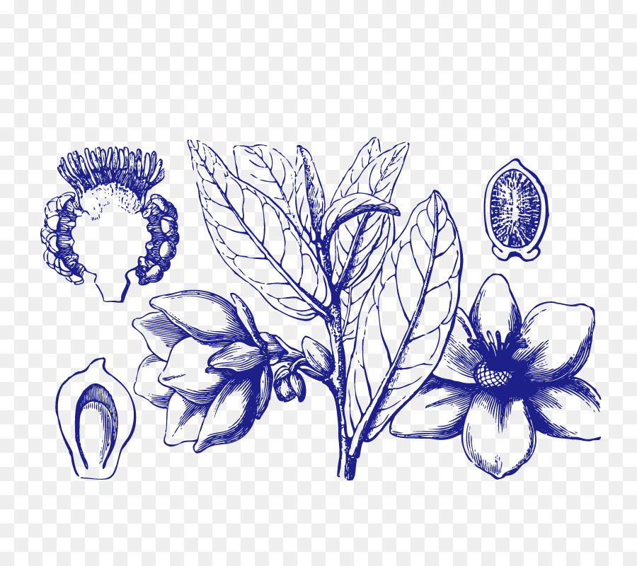 Angelica Archangelica，Folha PNG