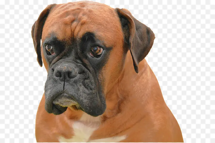 Boxer，Filhote De Cachorro PNG