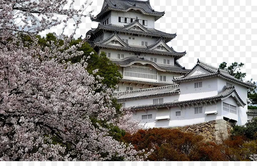 Castelo De Osaka，Flor De Cerejeira PNG