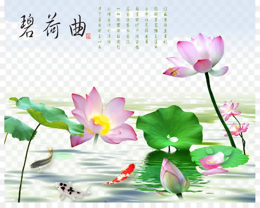 Nelumbo Nucifera，Designer PNG