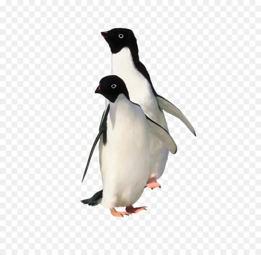 Antártica，Penguin PNG