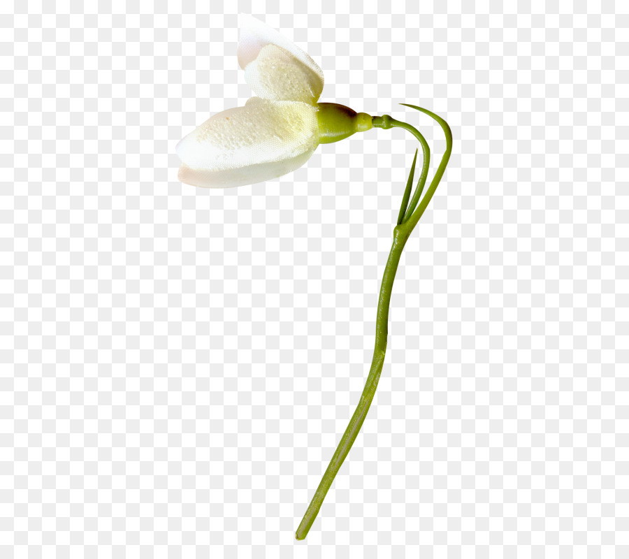 Flor，Branco PNG