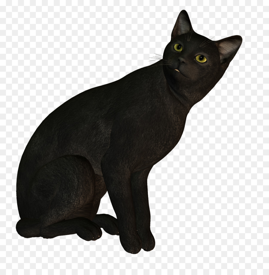 Gato Preto，Animal PNG