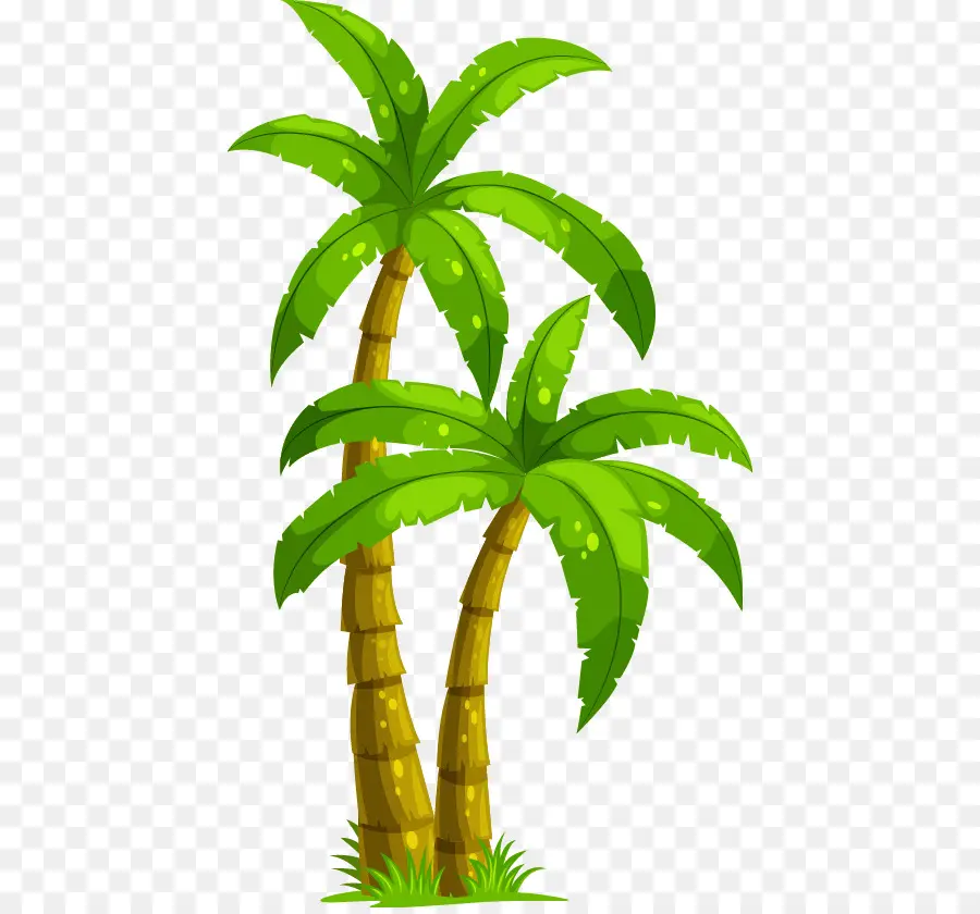 Coco，Arecaceae PNG