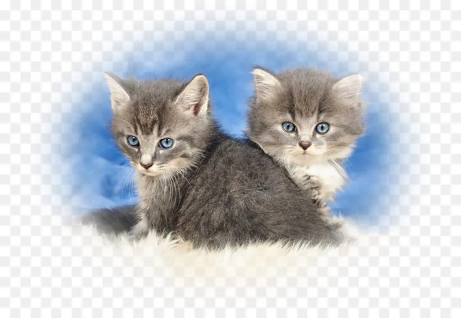 Gatinhos Fofos，Gatos PNG