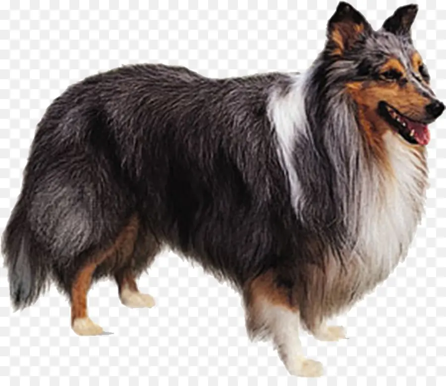 Rough Collie，Shetland Sheepdog PNG