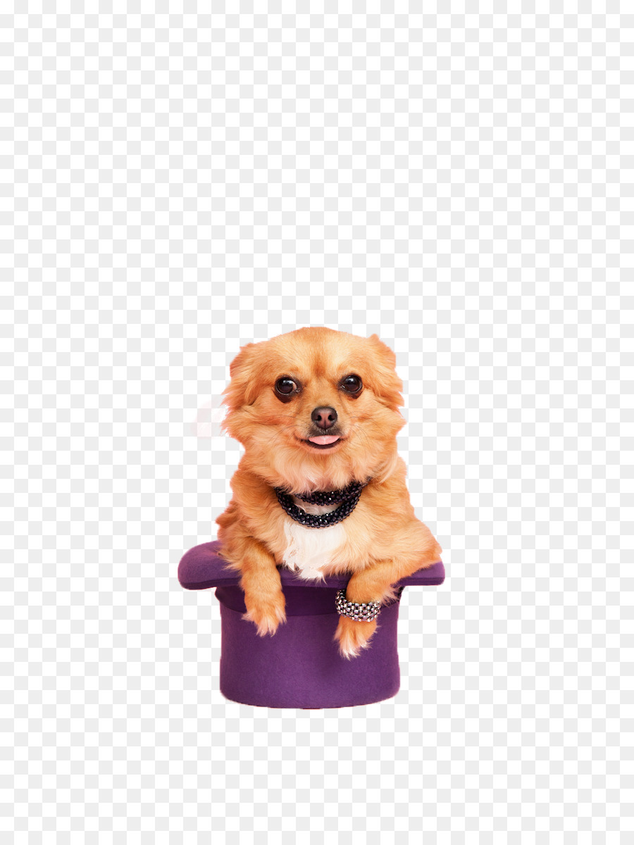 Cachorro De Chapéu，Bonitinho PNG