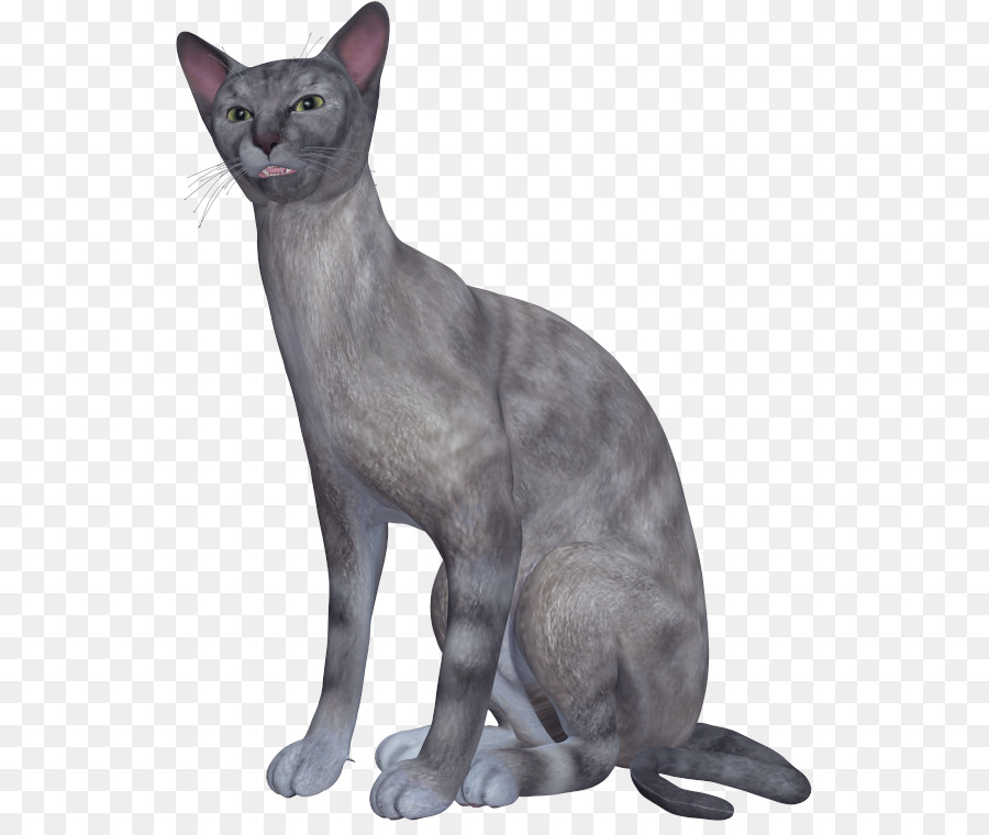 Gato Cinzento，Bicho De Estimação PNG