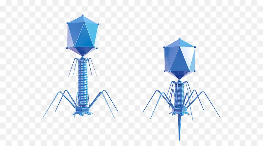 Bacteriófago，Biotecnologia PNG