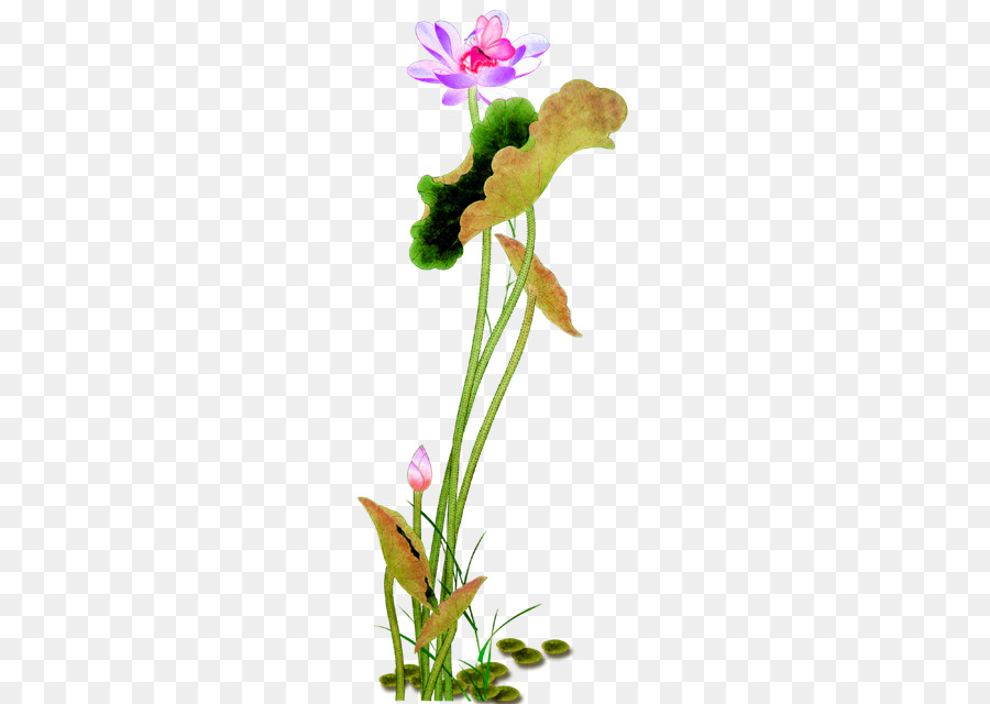 Flor De Lótus，Florescer PNG