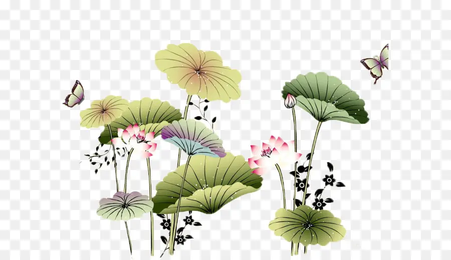 Lótus，Flor PNG