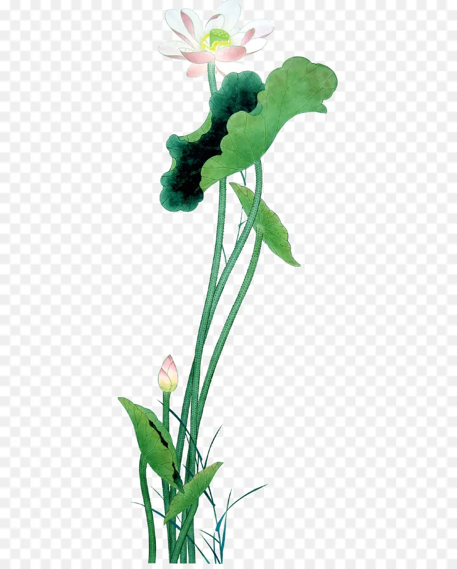 Flor De Lótus，Aquarela PNG