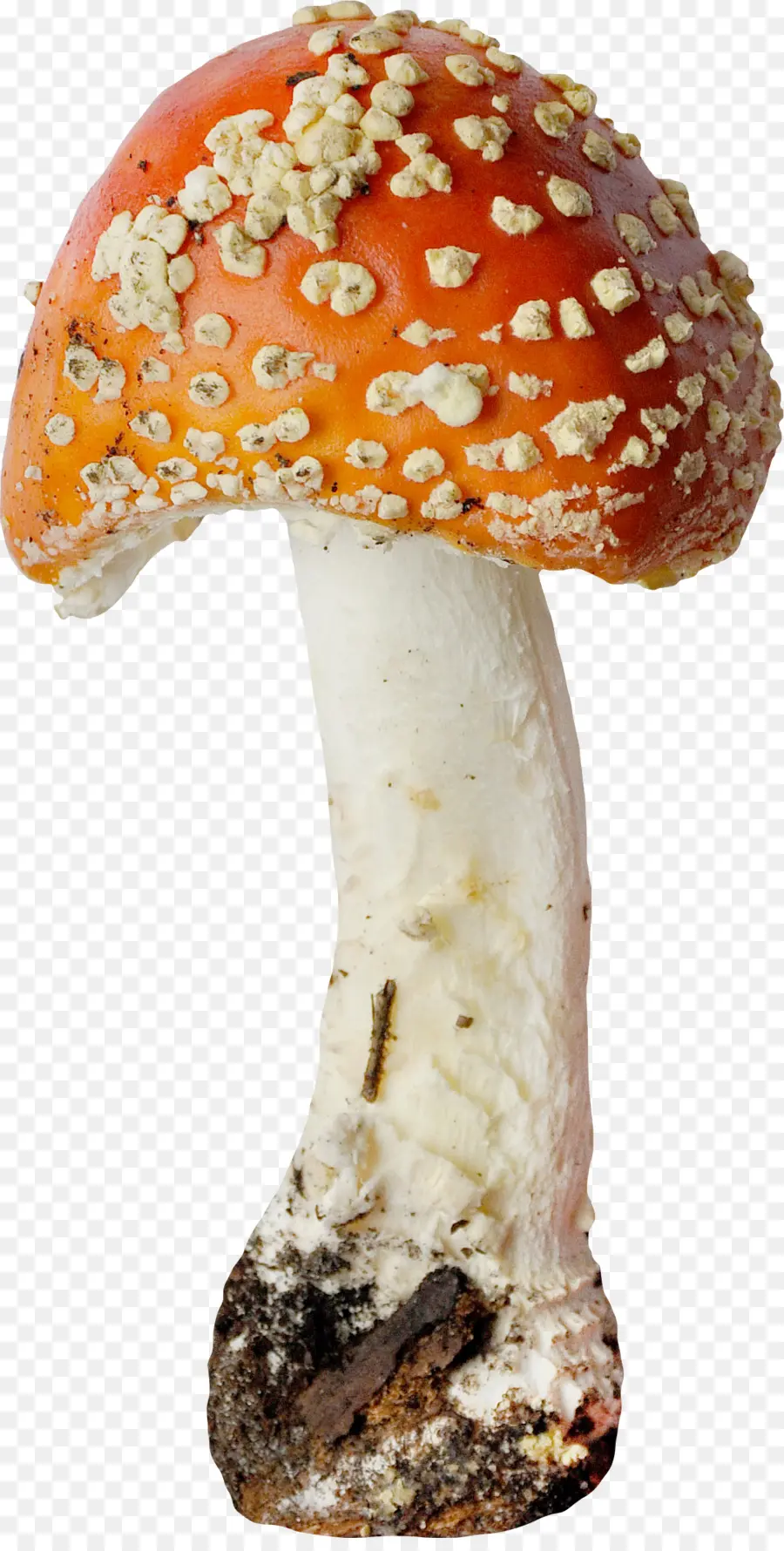 Cogumelo，Amanita PNG