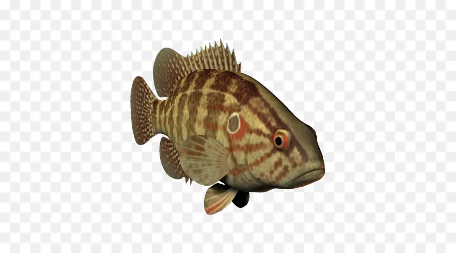 Peixe，Aquático PNG