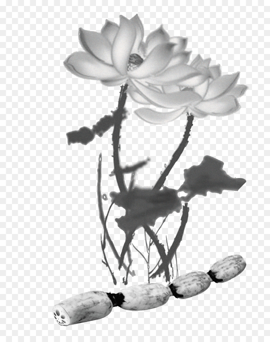 Flor De Lótus，Lótus PNG