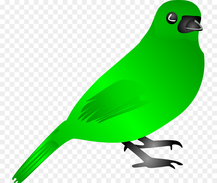 Aves，Verde PNG