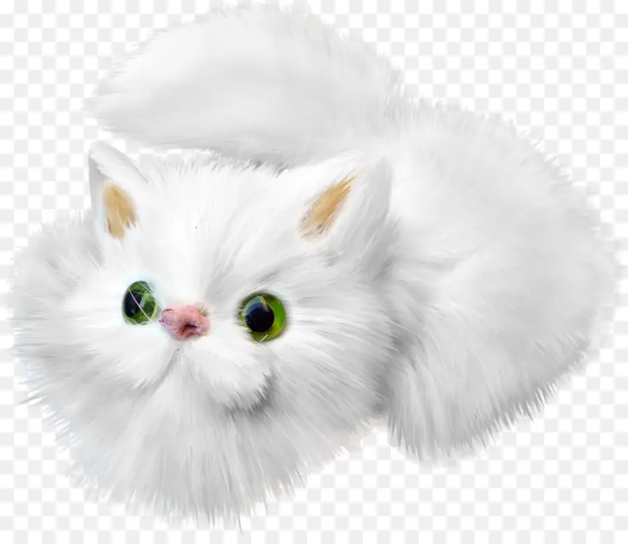 Gato Branco Fofo，Bonitinho PNG