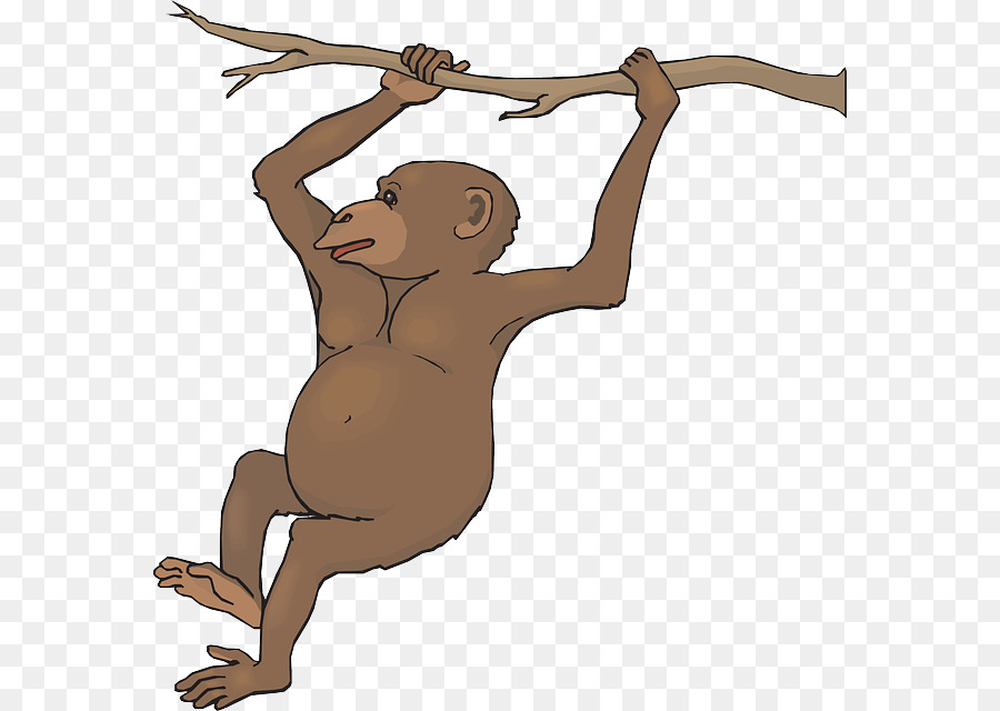 Macaco，Conteúdo Grátis PNG
