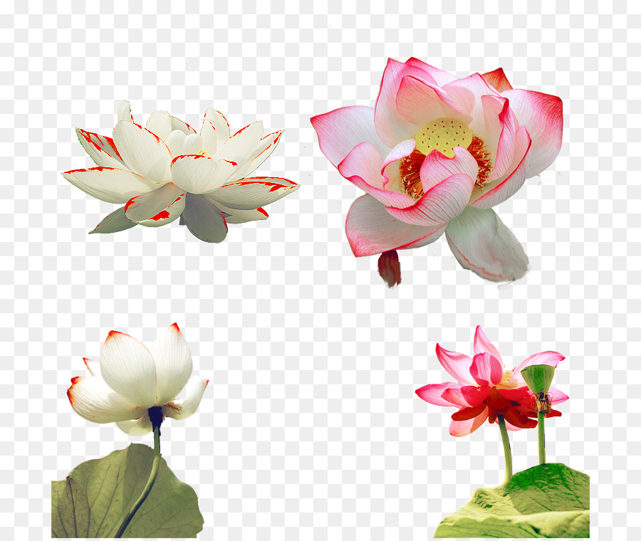 Flores De Lótus，Florescer PNG