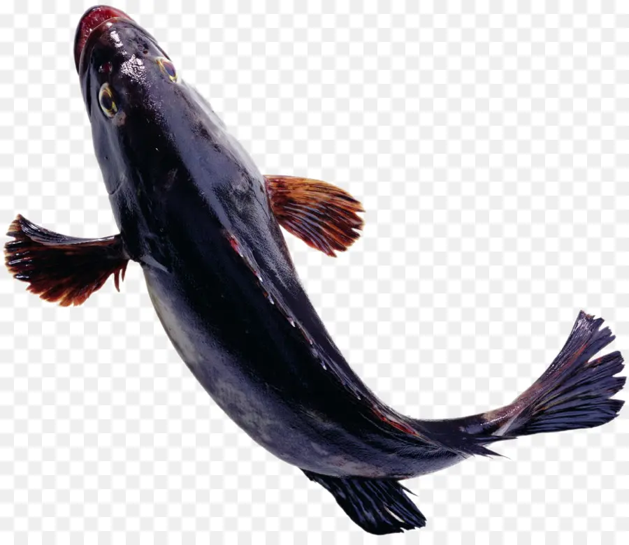 Peixe，Peixe Sol PNG