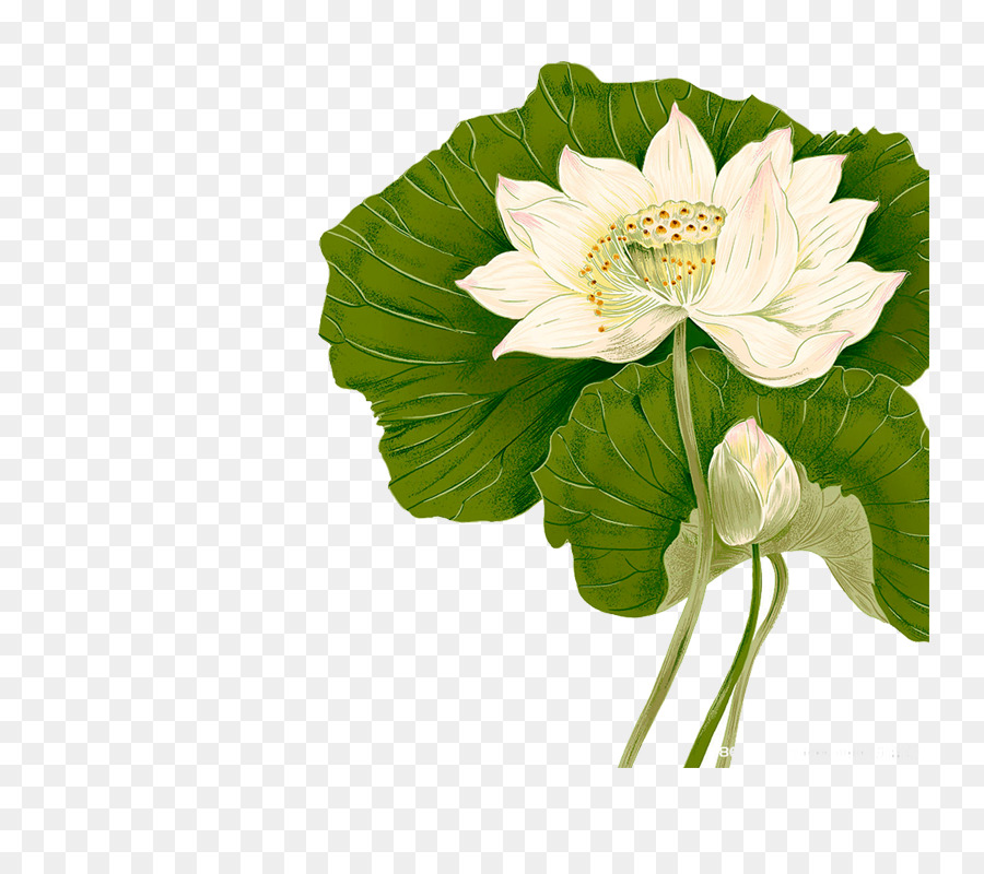 Ilustra O De Flor De Lótus，Lótus PNG