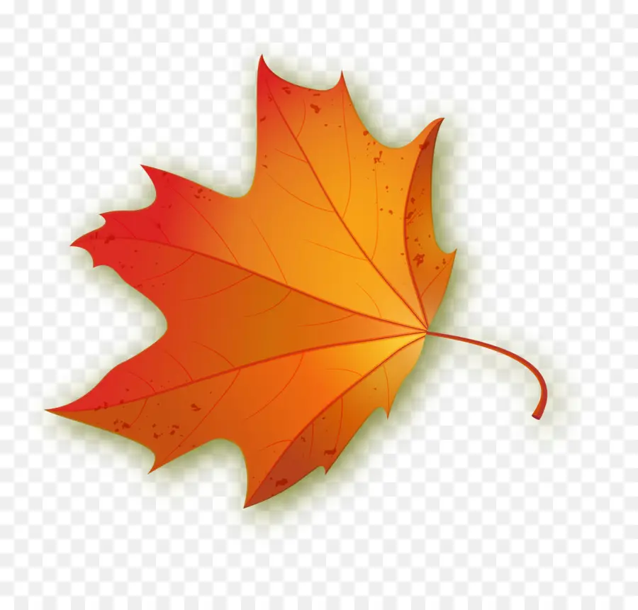 Maple Leaf，Folha PNG