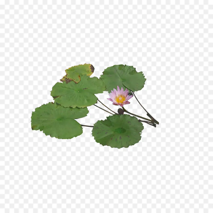 Pigmeu Waterlily，Planta Aquática PNG