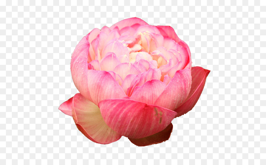 Flor Rosa，Flor PNG