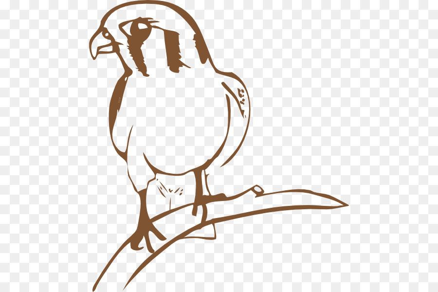 Aves，Agosto Acrobat PNG