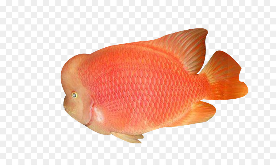 Laranja，Peixe PNG