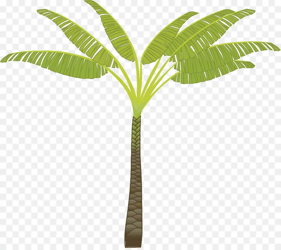 Arecaceae，árvore PNG