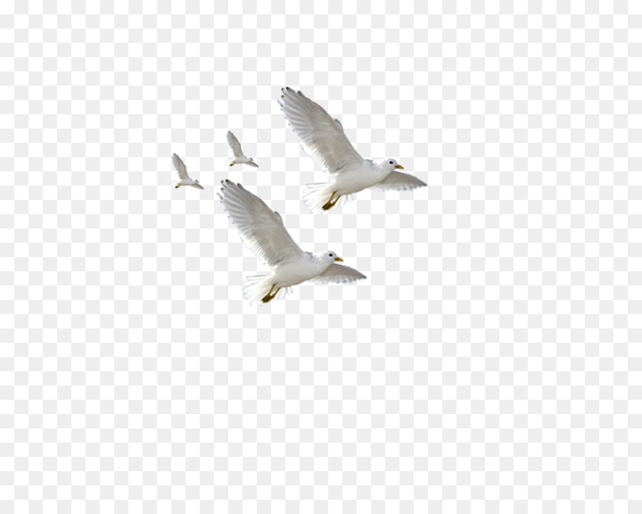 Featured image of post Gaivota Voando Png Duas gaivotas rindo voando sob o c u azul bico c u ave marinho gaivota ave gaivotas siloutte png