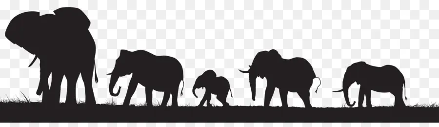 Elefante Africano，Elefante PNG