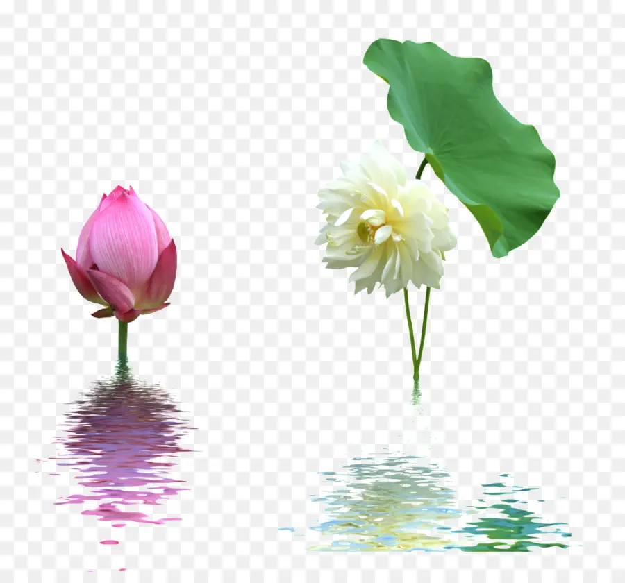 Flores De Lótus，Rosa PNG