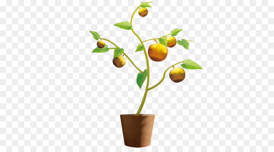 Mandarina，Flowerpot PNG
