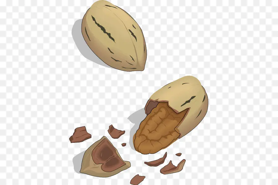 Nozes Pecan，Concha PNG